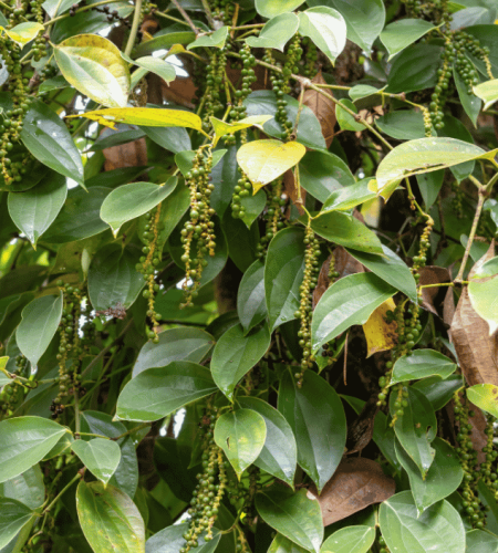 About heliconia harvest