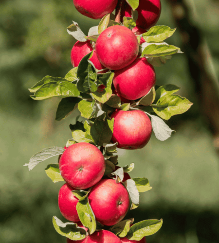 About heliiconia harvest